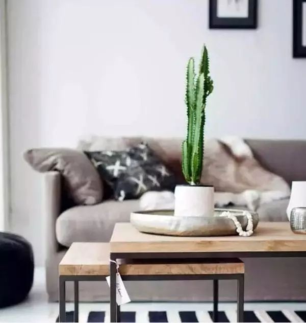 吸甲醛吸苯植物十大排行榜,什么绿色植物吸甲醛和苯