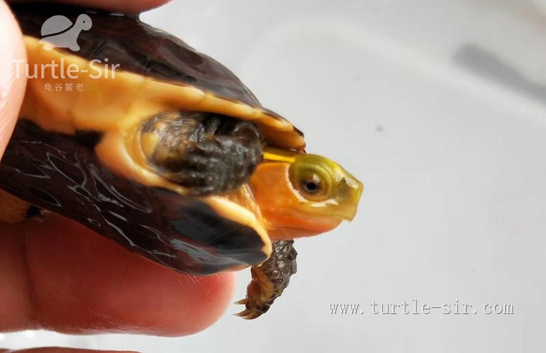 养小乌龟如何选龟粮,10元买了一只乌龟怎么养