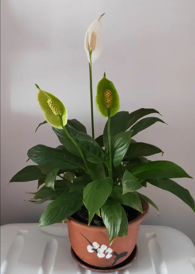 白掌养护方法和基本常识,白掌花开一帆风顺图片