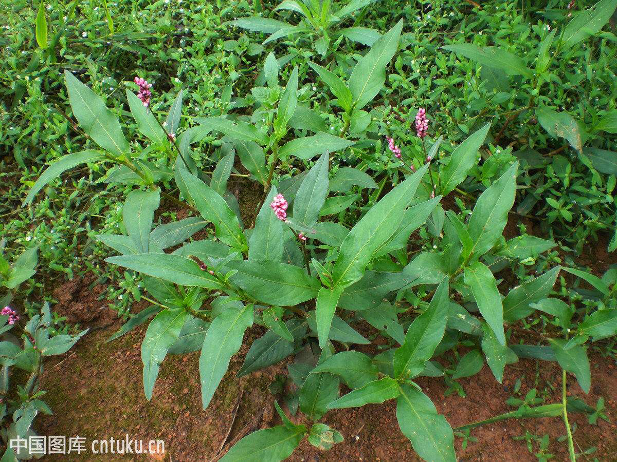 水蓼根图片,水蓼的价格