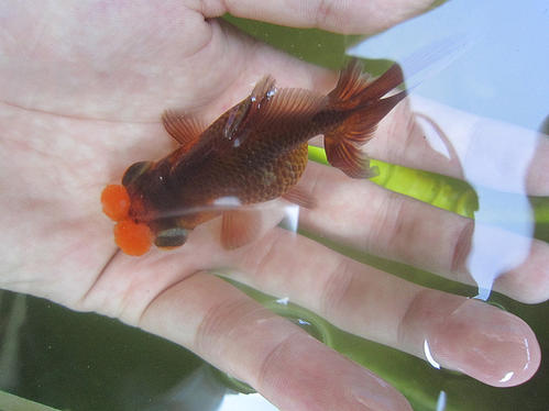 金鱼都有哪些品种图片说明,金鱼分为哪四大品种及其特点