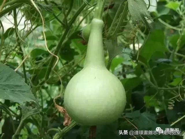 葫芦艺术字,葫芦艺术