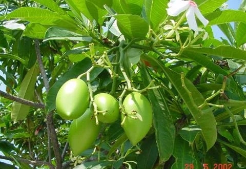 25种常见有毒的花草树木,警惕50种有毒植物