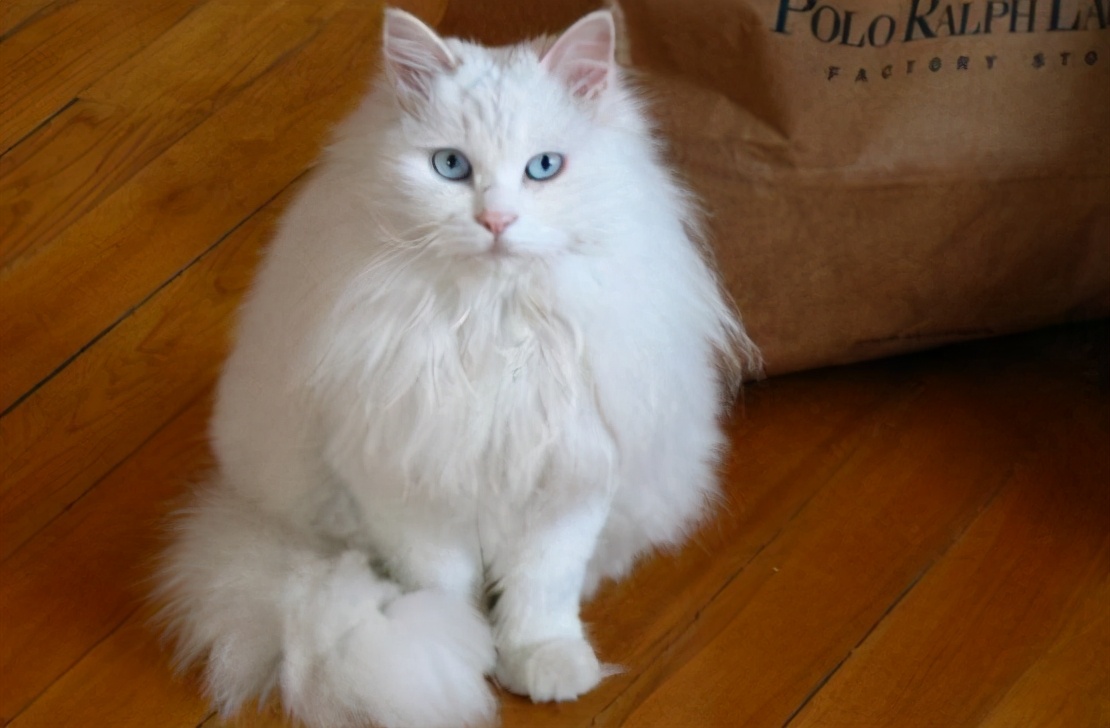 30种常见的猫,20种常见猫咪