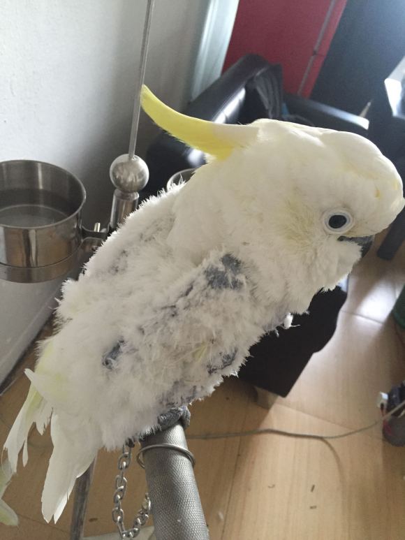 葵花鹦鹉咬毛怎么办,葵花鹦鹉咬脚