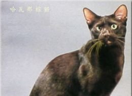 黄色背脖子白色的猫猫是啥种类,猫猫种类价格