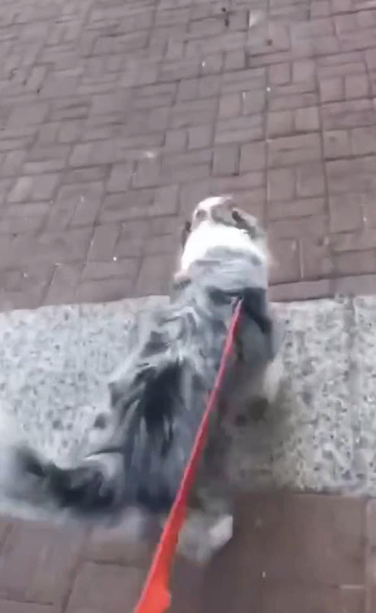 边牧出来遛太兴奋,边牧出去玩的视频