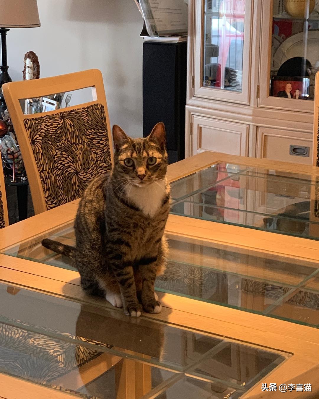 猫咪什么动作容易被铲屎官误会,猫咪故意把东西推下桌子