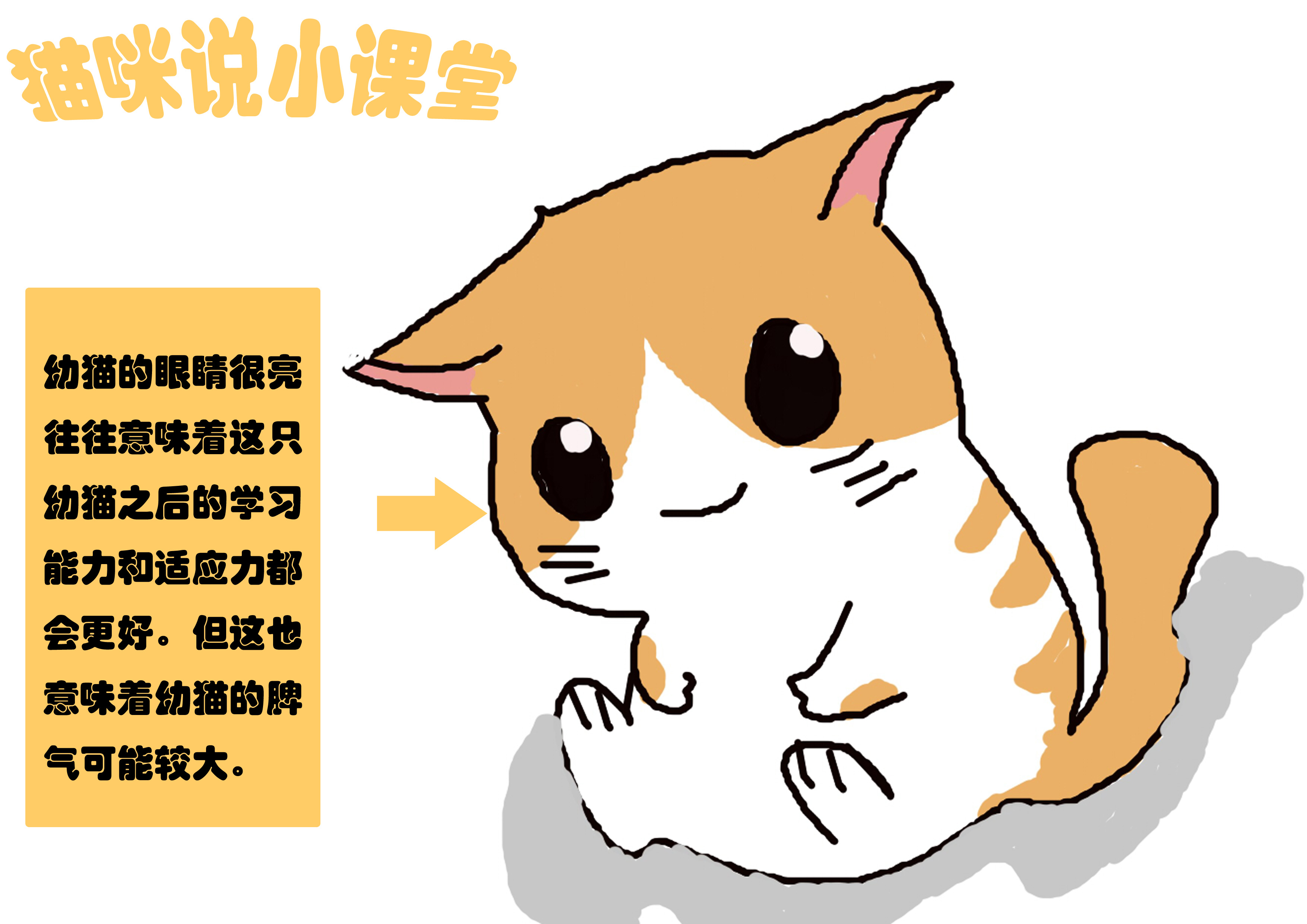 聪明猫都有哪些,聪明幼猫