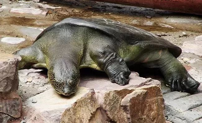 中国最后一只斑鳖,中国最后一只雌性斑鳖