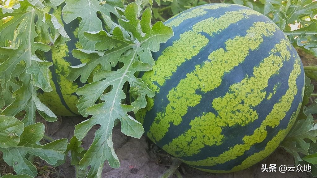 西瓜厚皮的防治方法,西瓜膨大是什么原因引起的