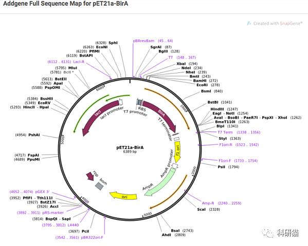 学习分子生物学的网站,分子生物学免费网站