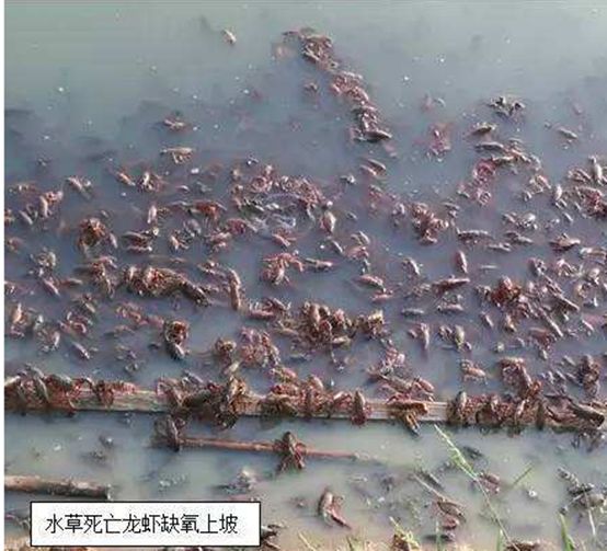 缺氧最好的方法,缺氧用什么办法最好