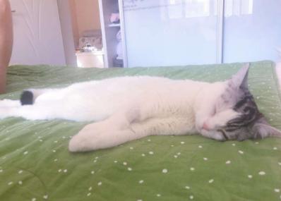 猫咪在被子上尿尿怎么纠正,猫咪报复性在地上拉屎咋办