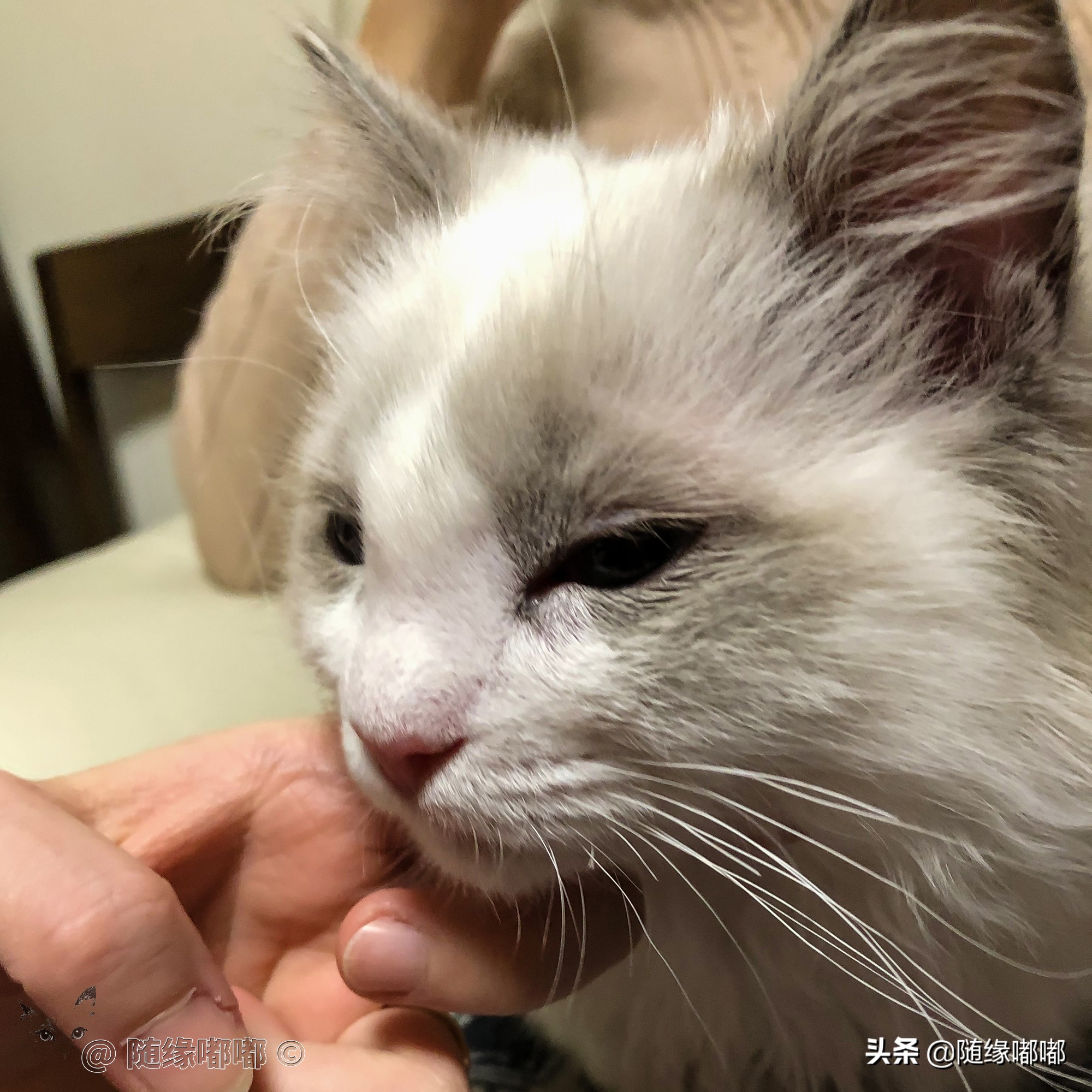 猫咪疫苗过敏脸肿,猫咪打疫苗过敏是什么原因
