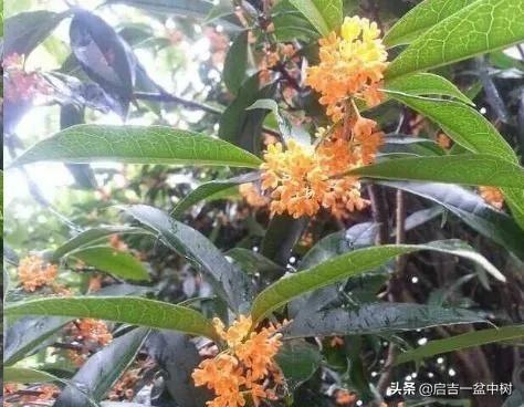 桂花换盆后叶子干枯怎么急救,桂花叶子都掉光了枝干枯怎么办