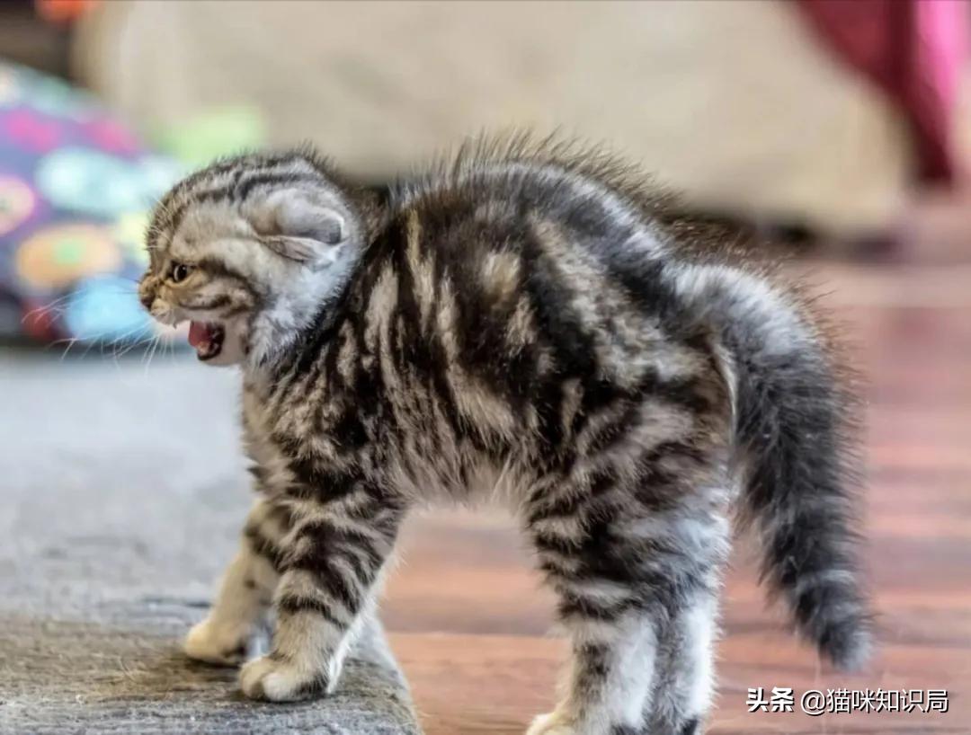 猫咪乱尿是泌尿系统出问题了吗,猫咪从不乱尿突然乱拉咋回事