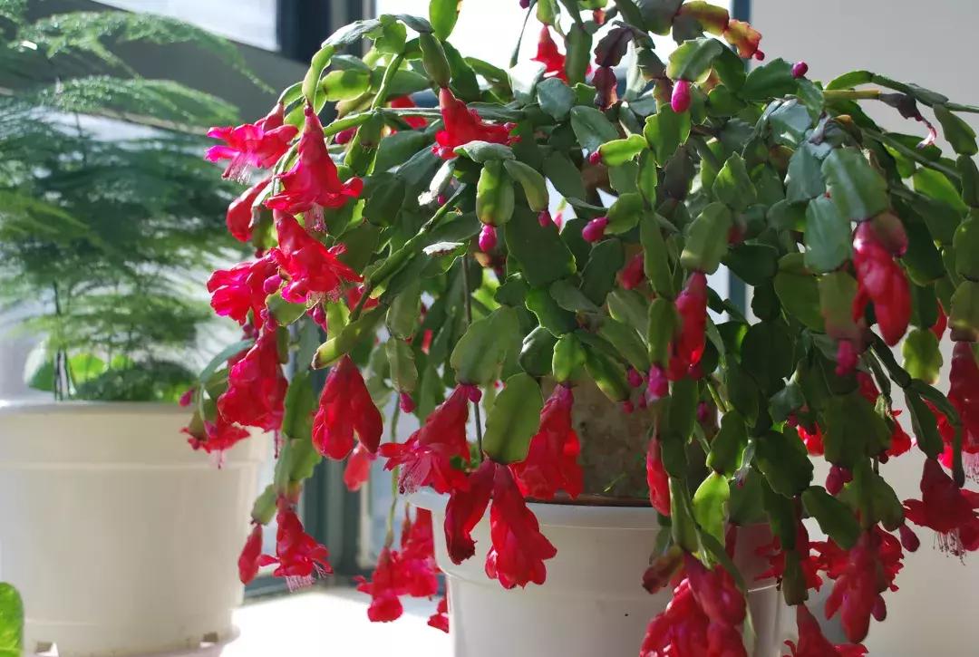 蟹爪兰干瘪发黄了怎么办,蟹爪兰叶子发黄发软怎么回事