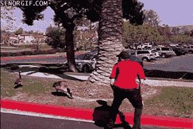 遇见恶霸你怎么办,遇见大鹅你应该怎么逃