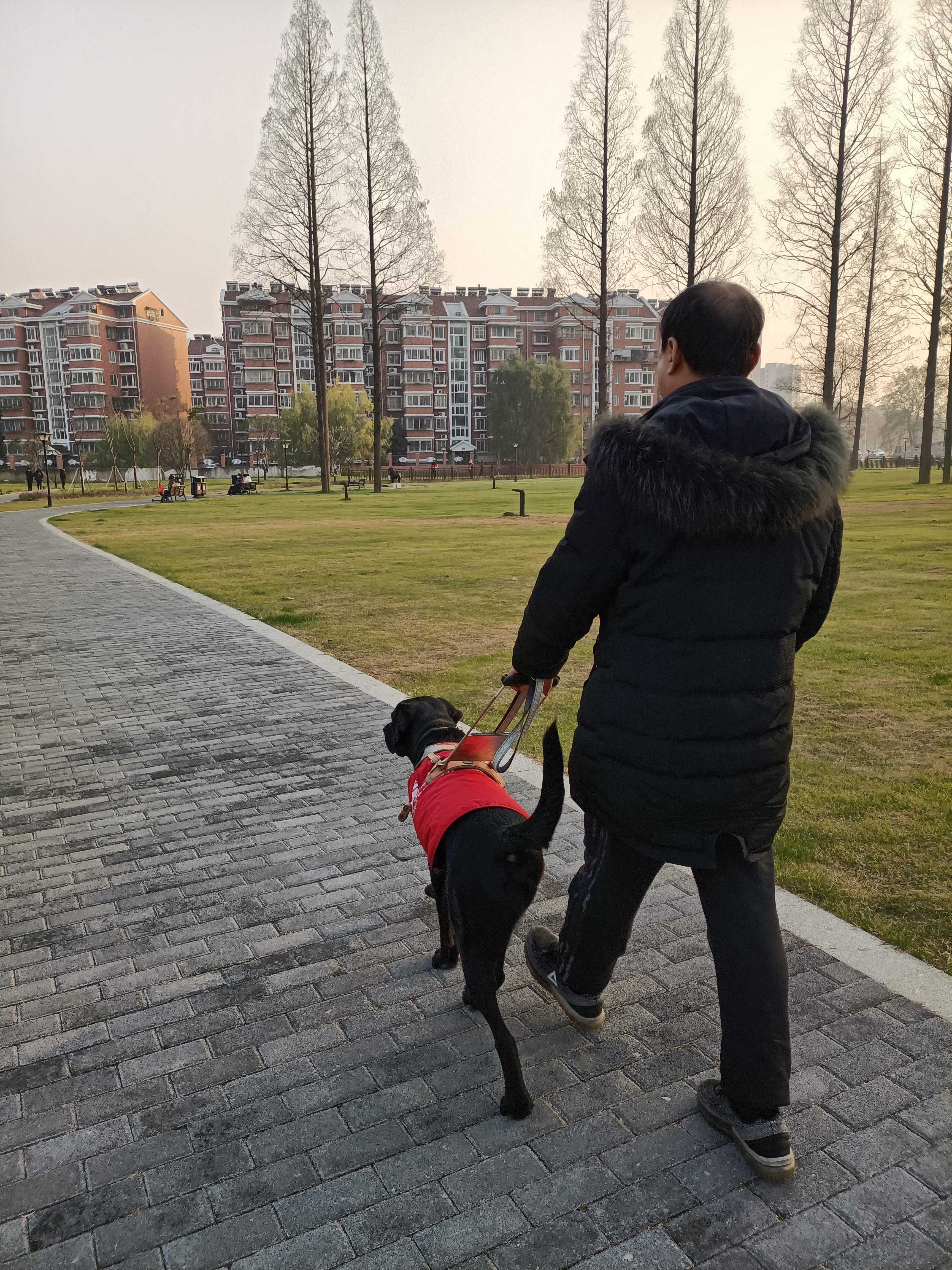 全国只有300多导盲犬,1700万盲人仅有200多只导盲犬