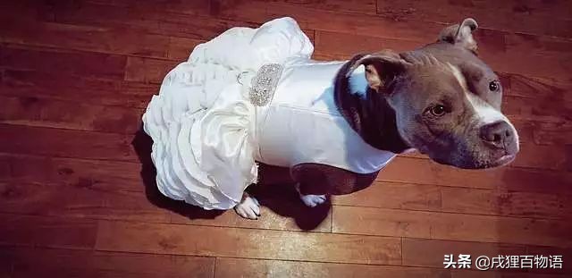 结婚狗狗不能跟吗,狗狗可以结婚吗