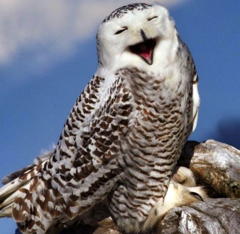 猫头鹰传言真的假的,猫头鹰不祥