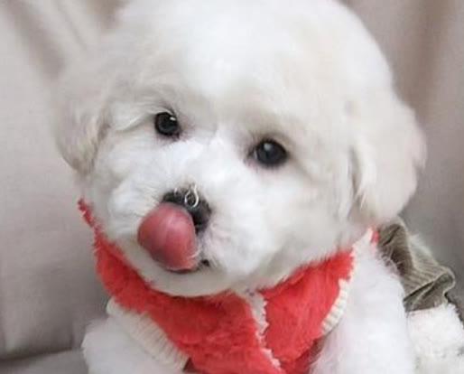 比熊最近几天不吃狗粮是什么原因,比熊突然不吃狗粮怎么回事