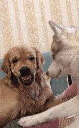 养母萨摩耶要注意什么,养母的金毛要注意什么