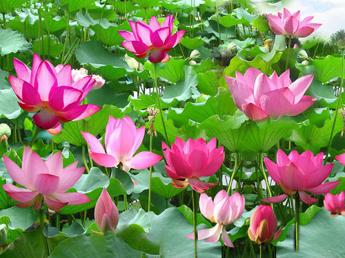 花中君子梅兰竹菊的品质是什么,莲为什么能和梅兰竹菊齐名