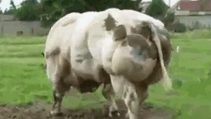 比利时肌肉牛：人类改造的畸形产物，这样的牛肉，敢吃吗？