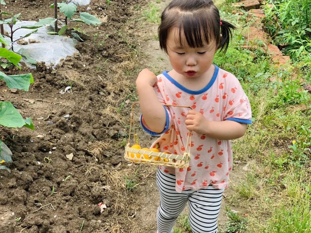 周末东山采枇杷采摘攻略已出,枇杷采摘攻略