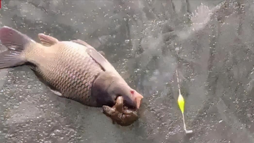 抓1只癞蛤蟆就违法？活着讨厌、死了吓人，为何还受法律保护？