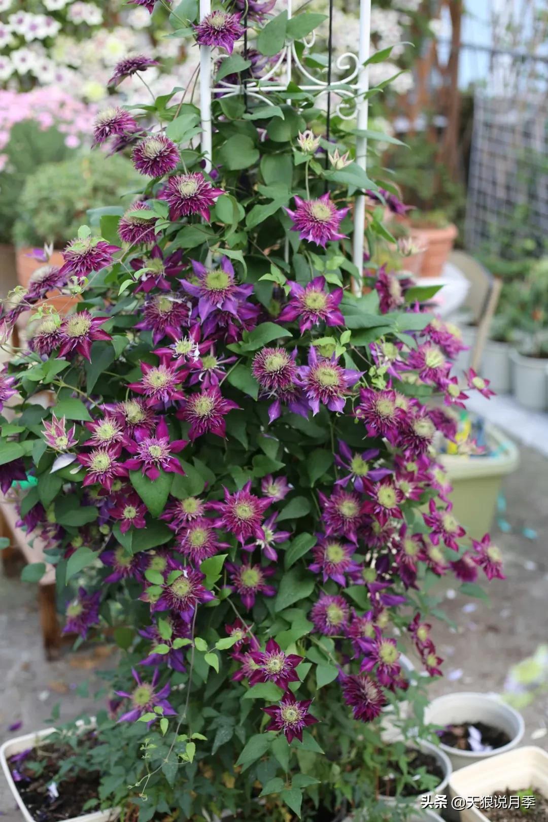 别人做梦都想要的花墙，他早就用铁线莲实现了