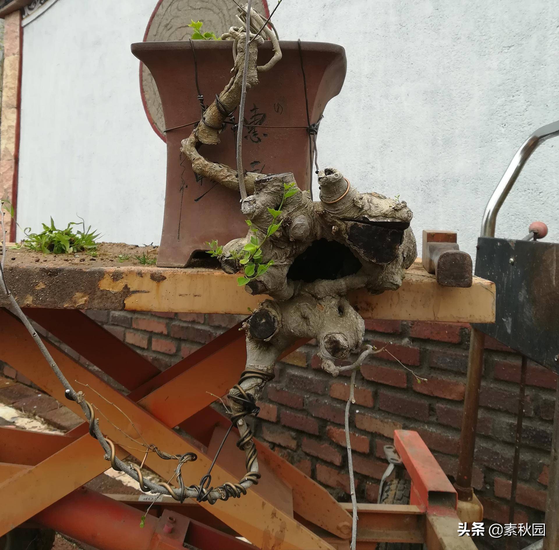 朴树盆景老桩夏季采挖与养坯,各种精品朴树盆景熟桩