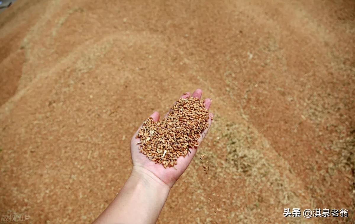 香油杀灭病毒,小麦杀虫的最佳配方