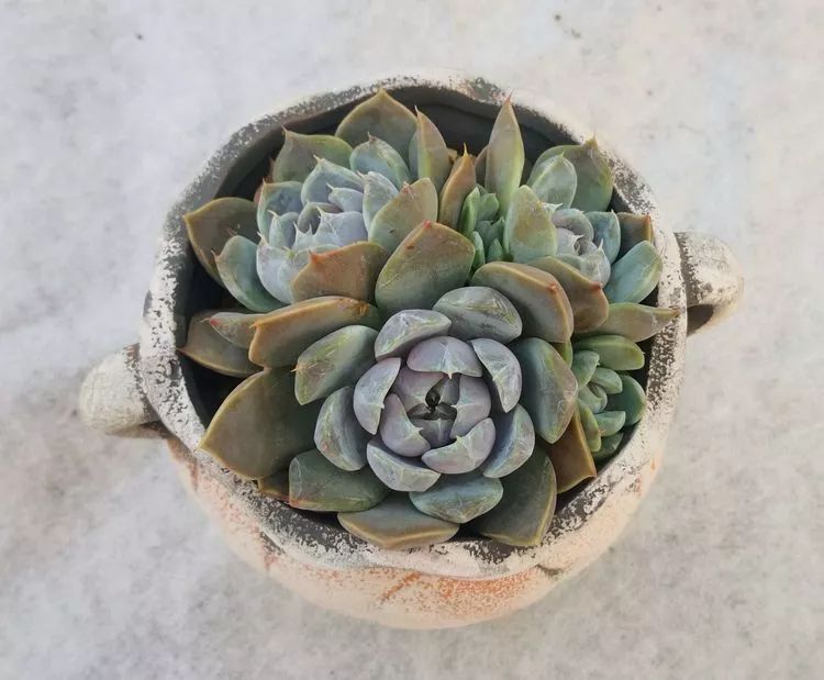 最美的20种多肉,15种最美的多肉