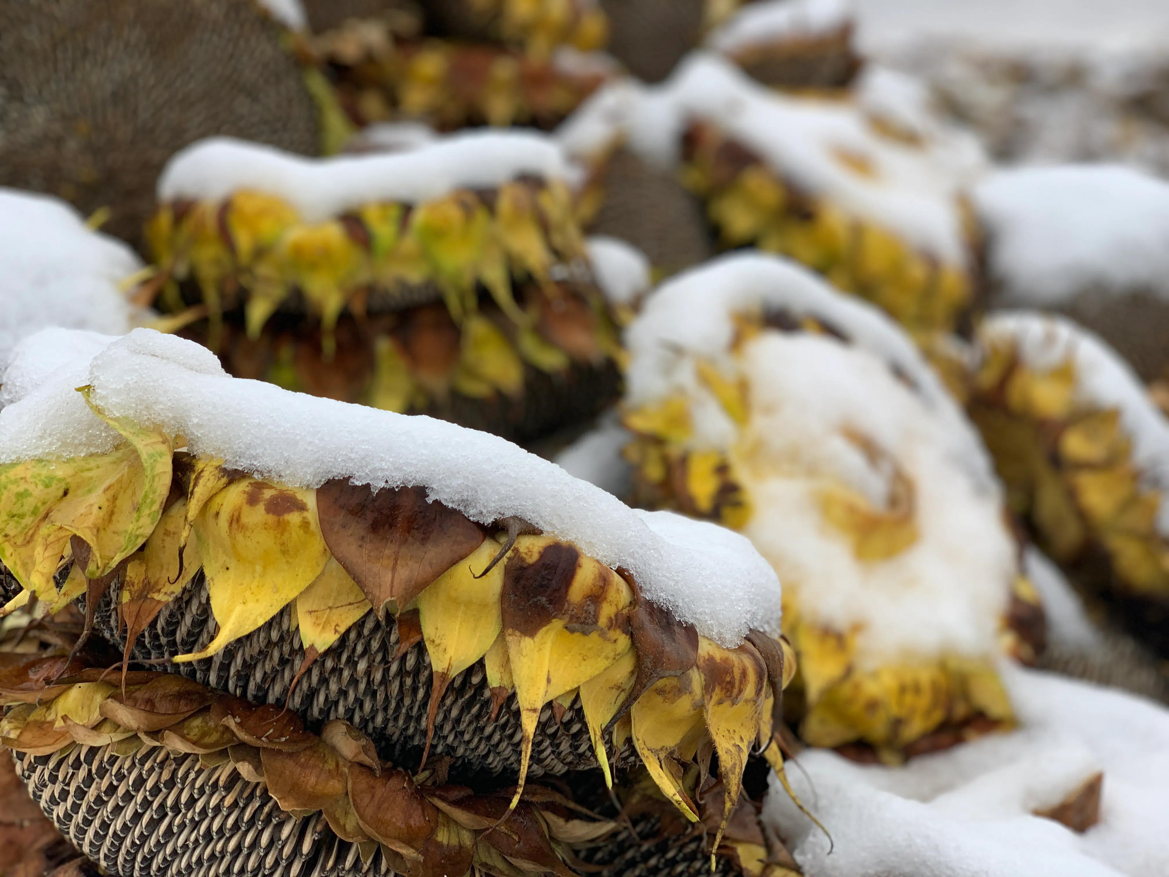 农民创业卖农产品,返乡农民农业创业