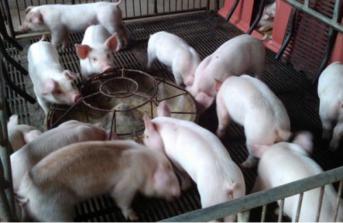 目前仔猪贵如何养猪,仔猪价格上涨预示什么