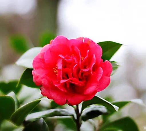 养茶花大盆好还是小盆好,如何种养茶花