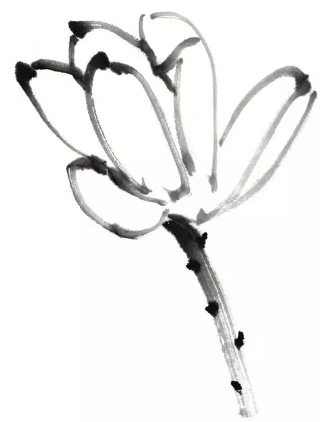 白描荷花的画法图片,如何画荷花白描大片