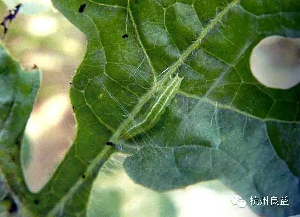 西瓜病虫害一本通表,西瓜红薯种植病虫害防治