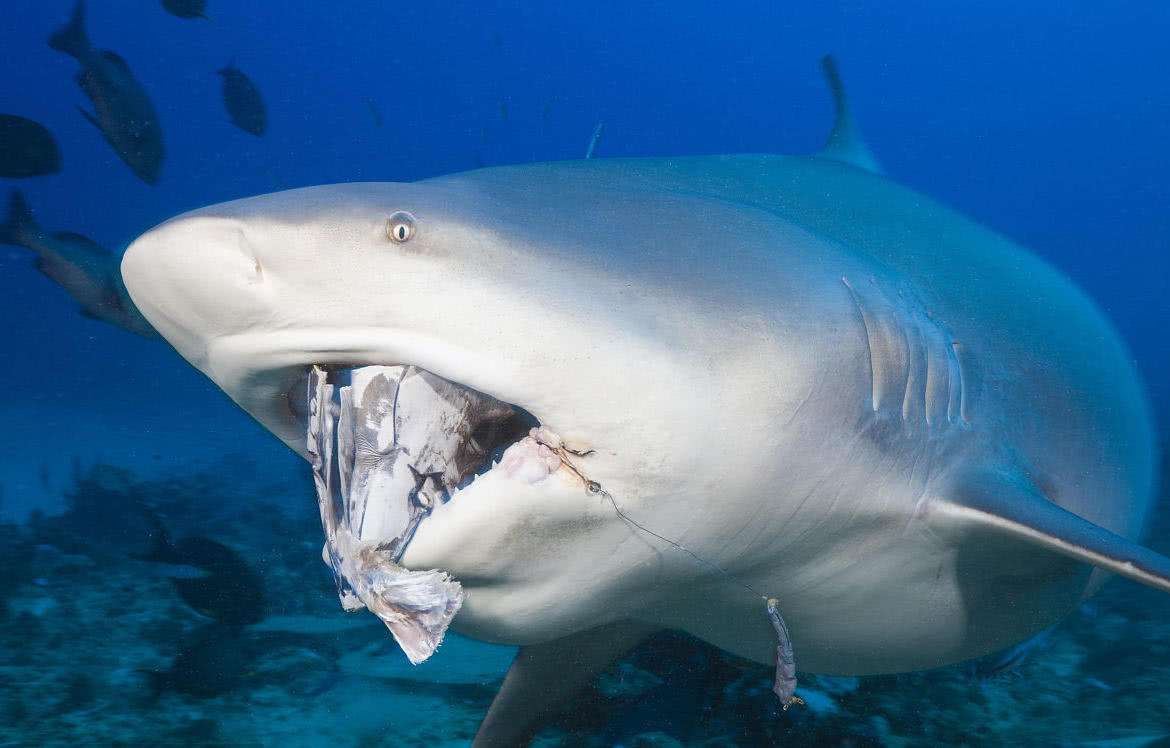 鲨鱼身上不为人知的五个秘密,盘点八个鲨鱼
