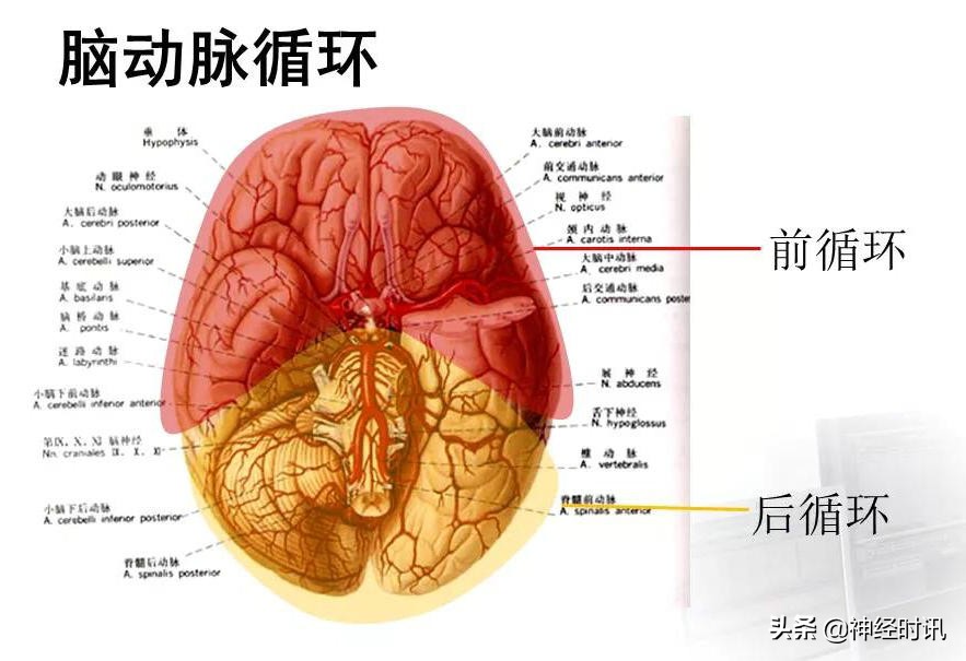 脑动脉解剖学讲解,脑膜中动脉解剖讲解