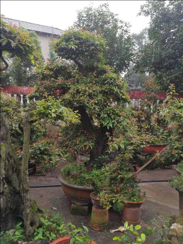 金弹子公桩怎么养开花,金弹子公桩几年能开花