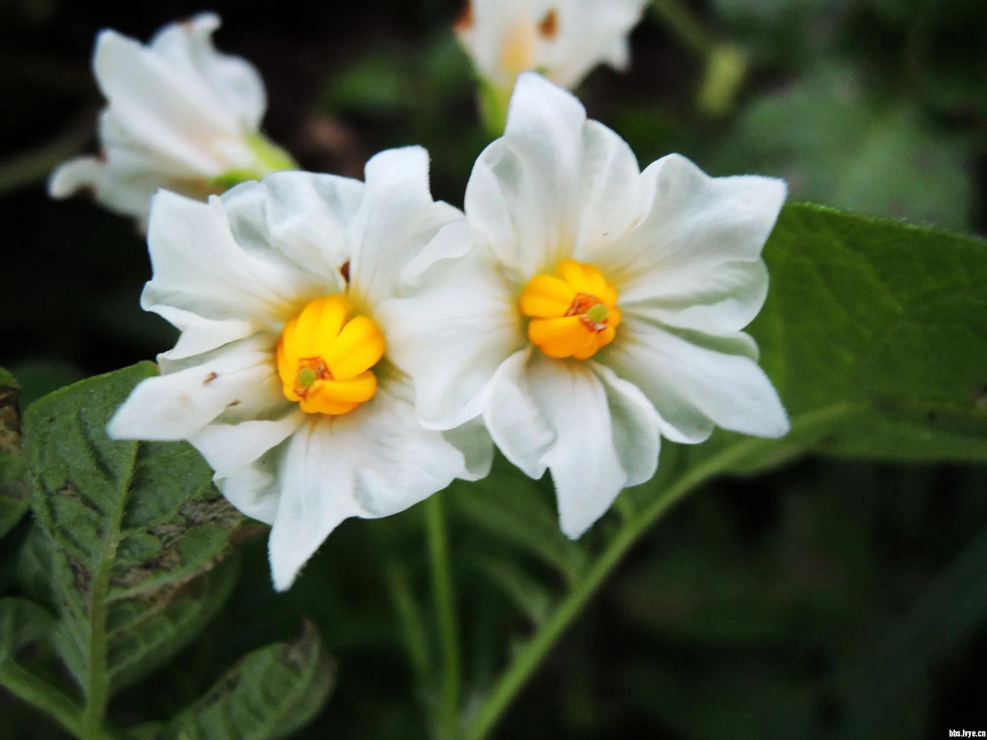 迟子建的亲亲土豆表达什么情感,亲亲土豆语言特点