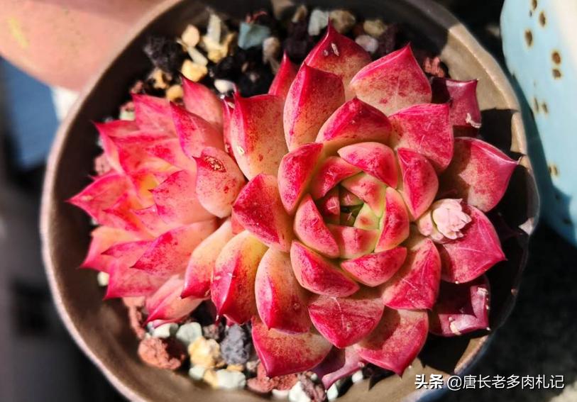 夏季花盆怎么防止太阳晒热,阳台花盆土壤潮湿用风扇吹有用吗