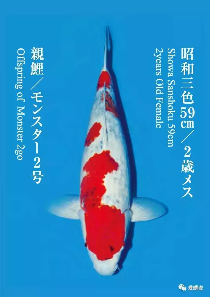 鲤界“老司机”的干货分享,少走弯路