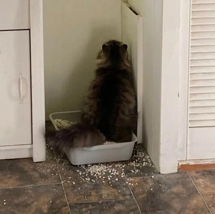 与陌生的猫接触,两只不认识的猫咪相遇会发生什么