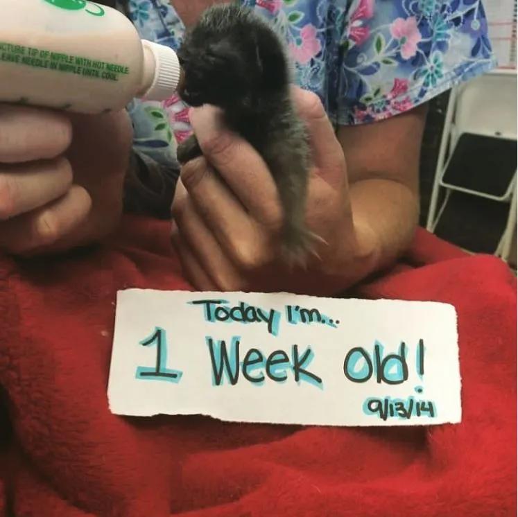 小脑发育不良的猫,猫咪小脑发育不全能治好吗