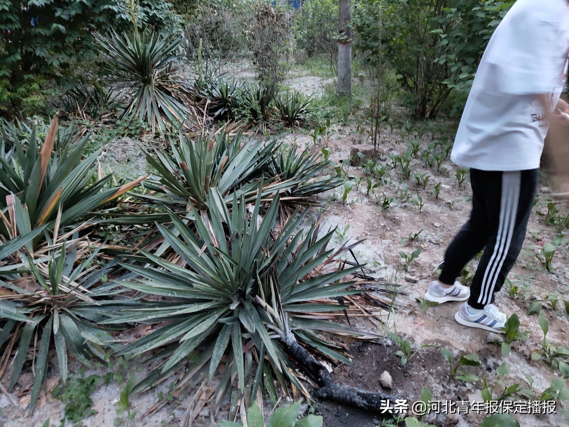 保定小区着火最新消息,小区着火最新事件保定